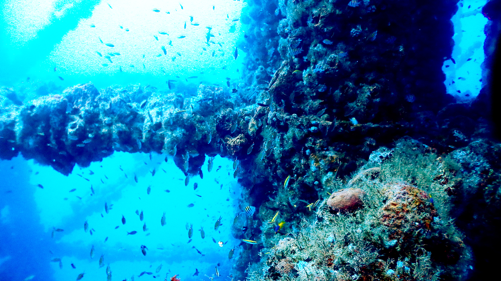 ISLA DE LOBOS: arrecifes de colores y una plataforma sumergida | Escuela de  BUCEO PROYECTO AZUL . de .